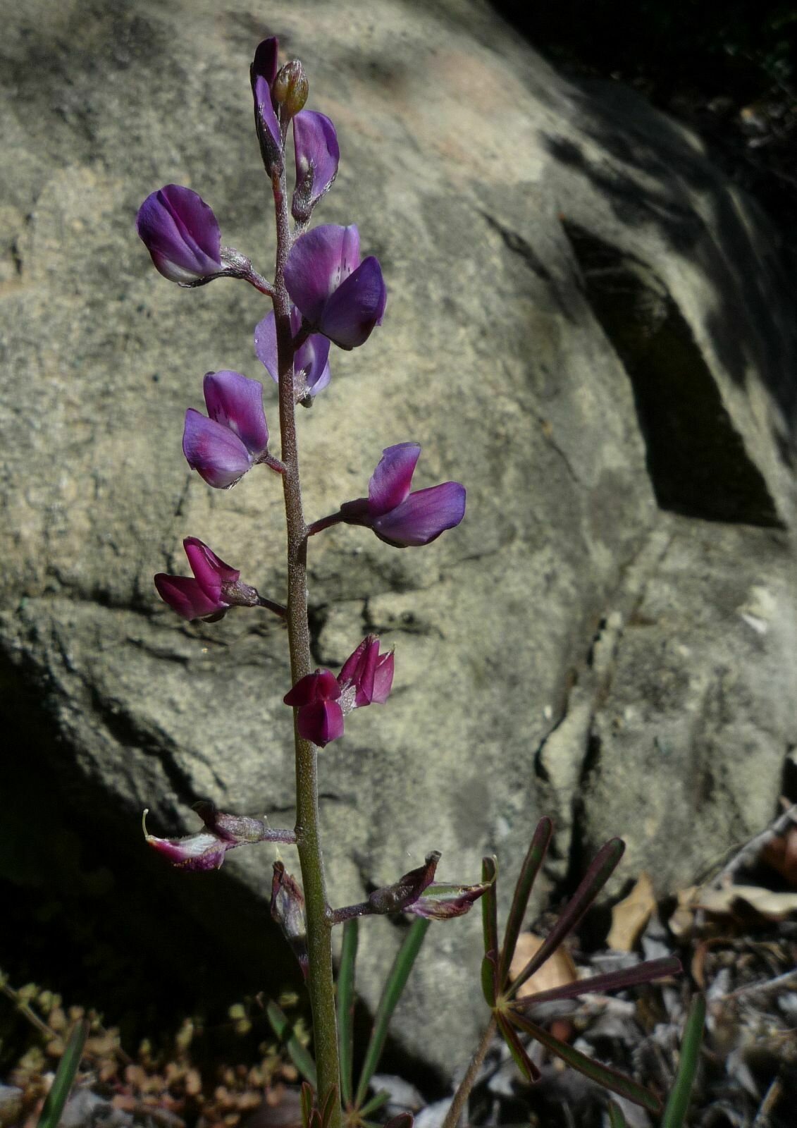 High Resolution Lupinus truncatus Flower